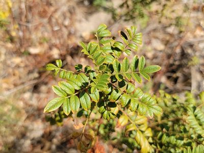 Glycyrrhiza lepidota, photographed by Daniel S.