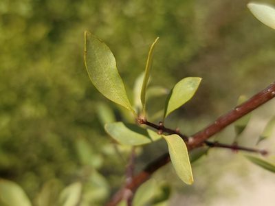 Forestiera pubescens, photographed by Daniel S.