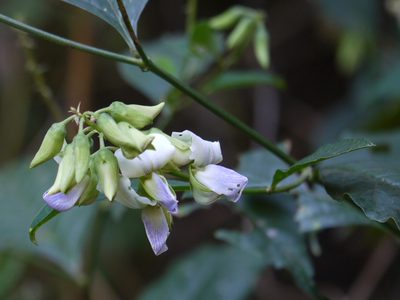 Crotalaria heyneana, photographed by Dinesh Valke