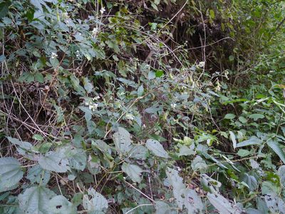 Crotalaria heyneana, photographed by Dinesh Valke
