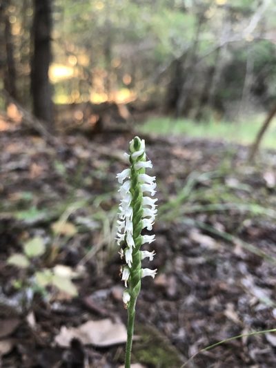 Spiranthes ovalis, photographed by Will McFarland