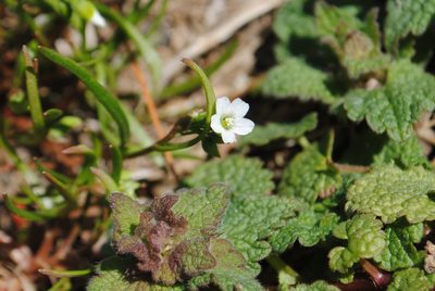 Montia linearis, photographed by Zihao Wang