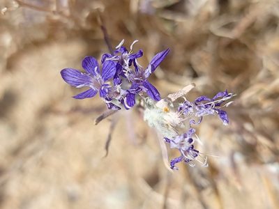 Eriastrum densifolium, photographed by Daniel S.