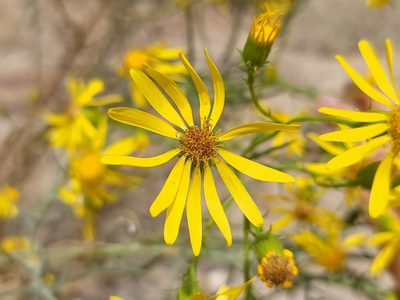 Senecio flaccidus, photographed by Daniel S.