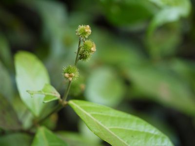 Mallotus resinosus, photographed by Dinesh Valke