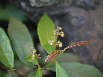 Mallotus resinosus, photographed by Dinesh Valke
