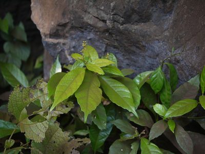 Mallotus resinosus, photographed by Dinesh Valke