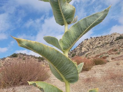 Asclepias erosa, photographed by Daniel S.