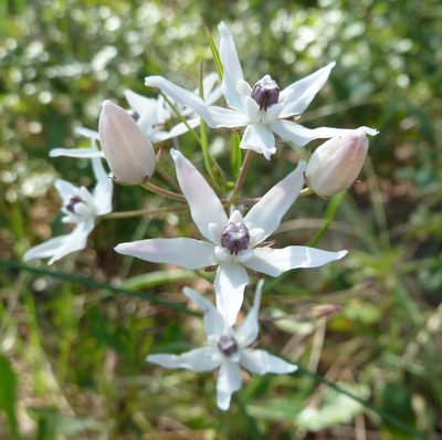 Asclepias feayi, photographed by Stan Shebs