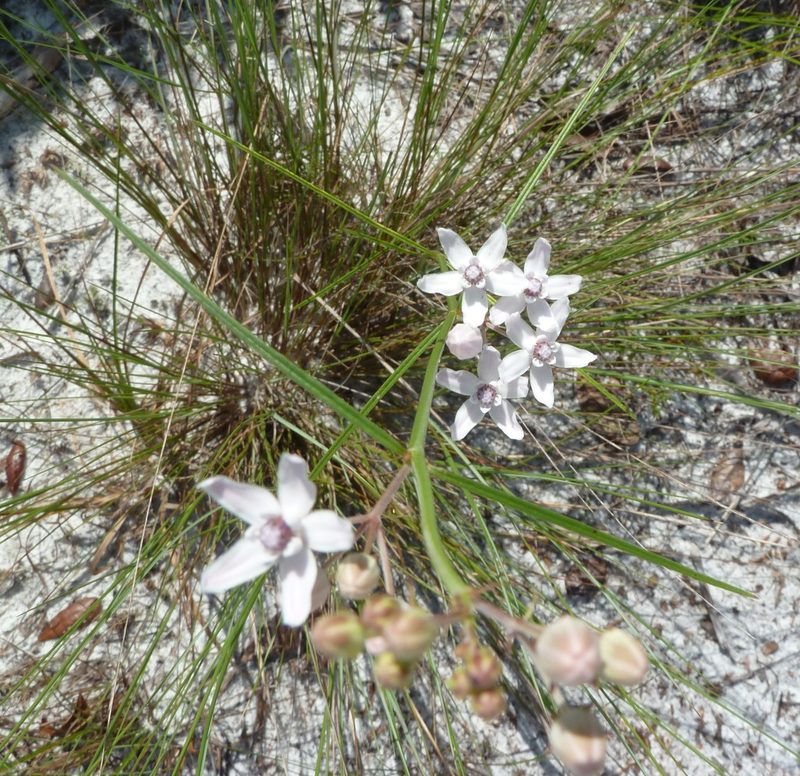 Asclepias feayi, photographed by Stan Shebs