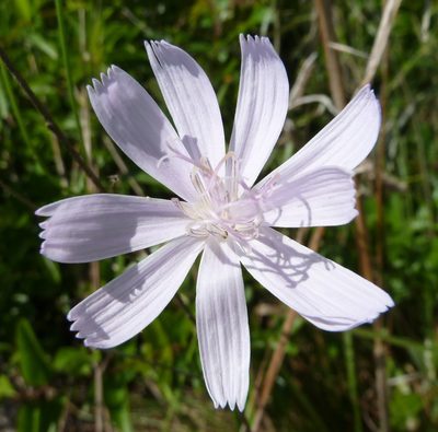 Lygodesmia aphylla, photographed by Stan Shebs