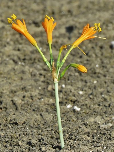 Stenomesson flavum, photographed by Annika Lindqvist
