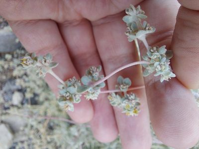 Tidestromia suffruticosa, photographed by Andy