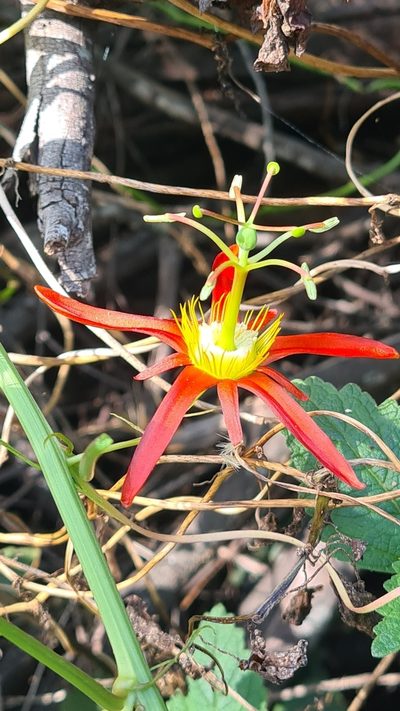 Passiflora cinnabarina, photographed by Vale Jenny Conolly