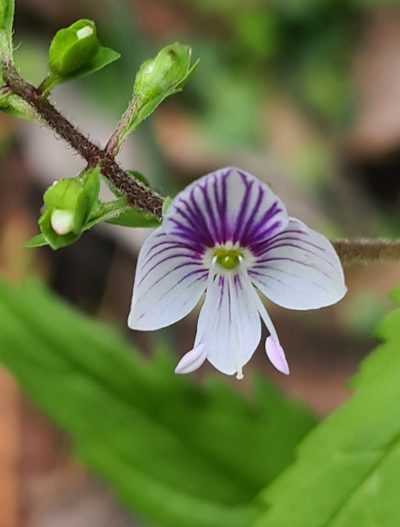 Veronica notabilis, photographed by Vale Jenny Conolly