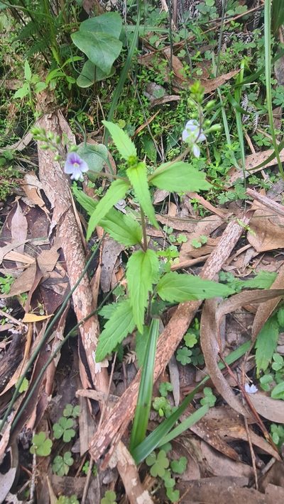 Veronica notabilis, photographed by Vale Jenny Conolly