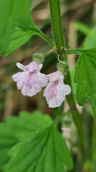 Scutellaria mollis, photographed by Vale Jenny Conolly