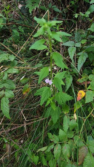 Scutellaria mollis, photographed by Vale Jenny Conolly