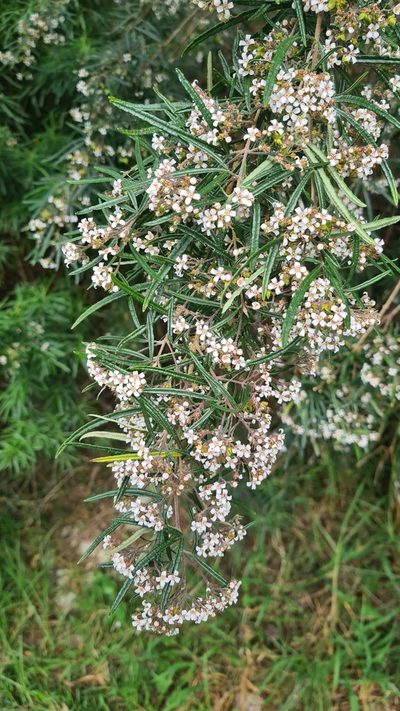Zieria tuberculata, photographed by Vale Jenny Conolly