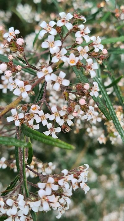 Zieria tuberculata, photographed by Vale Jenny Conolly