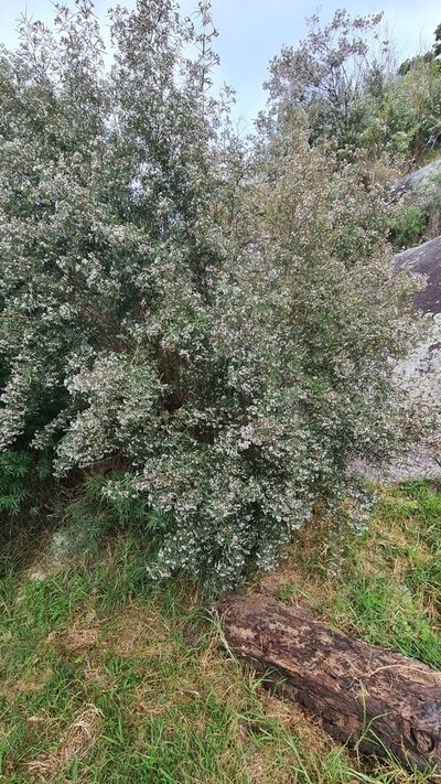 Zieria tuberculata, photographed by Vale Jenny Conolly