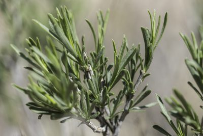 Lorandersonia baileyi, photographed by Craig Martin