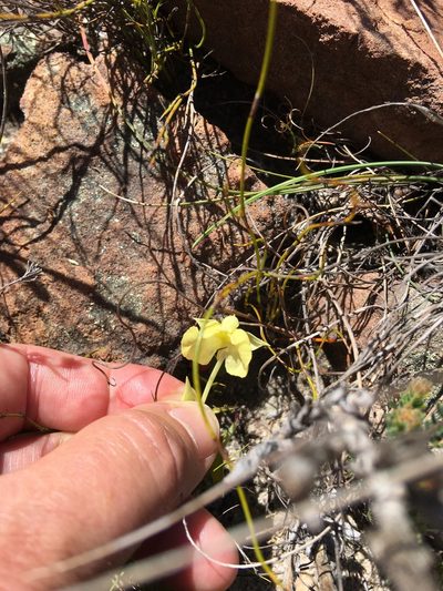 Pterygodium platypetalum, photographed by Charleen Brunke