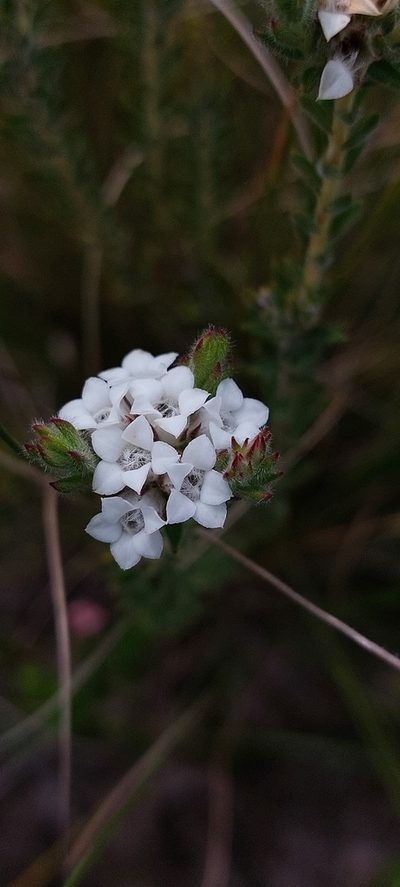 Euchaetis schlechteri, photographed by sharndreheuvel
