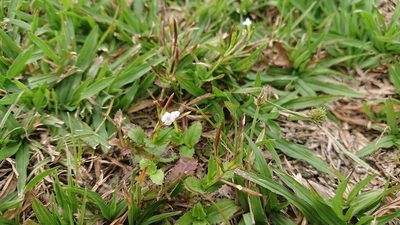Bonnaya ciliata, photographed by 沈玟伶(Wen-Ling Shen)