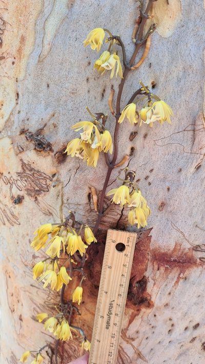 Erythrorchis cassythoides, photographed by Petra Holland