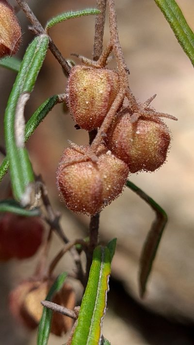 Lasiopetalum rufum, photographed by Petra Holland