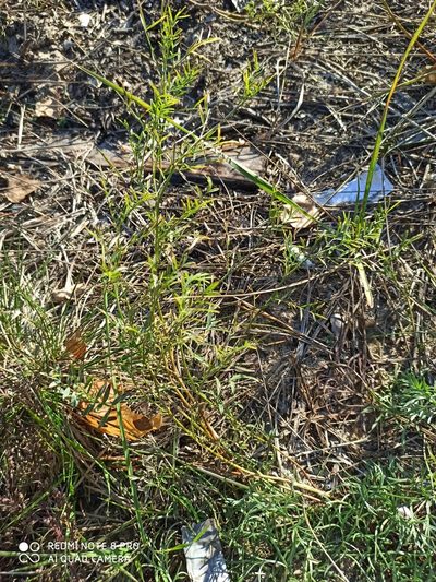 Astragalus arenarius, photographed by Nadezhda Kiseleva