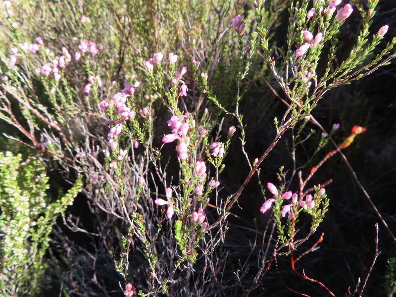 Erica brevifolia, photographed by linkie