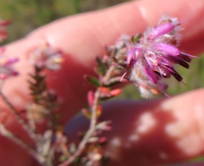 Erica eriocephala, photographed by linkie