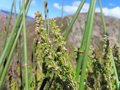 Erica hispidula, photographed by linkie