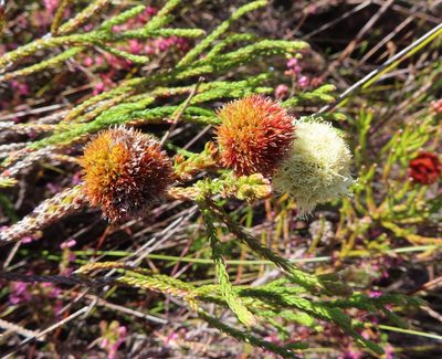 Brunia fragarioides, photographed by linkie