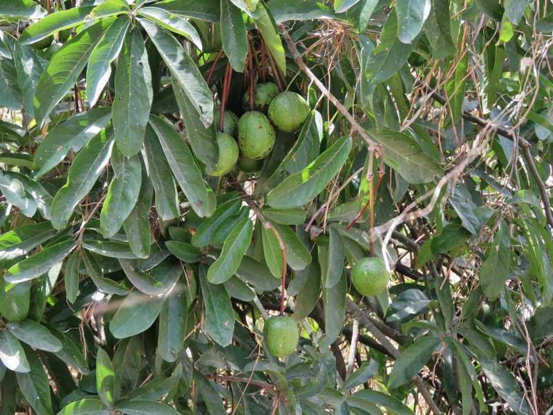 Morisonia petiolaris, photographed by Annika Lindqvist