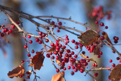 Malus baccata, photographed by Вячеслав Юсупов