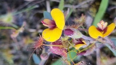 Bossiaea prostrata, photographed by ianrainbow