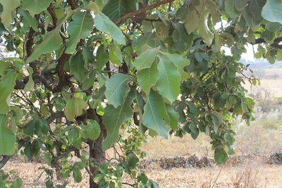Quercus resinosa, photographed by Viacheslav Shalisko