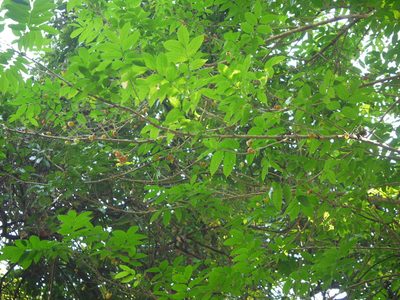 Harpullia arborea, photographed by Dinesh Valke
