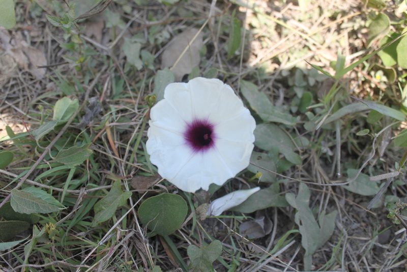 Ipomoea squamosa, photographed by Alexis López Hernández