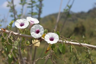 Ipomoea squamosa, photographed by Alexis López Hernández