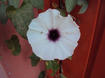 Ipomoea squamosa, photographed by Alexis López Hernández