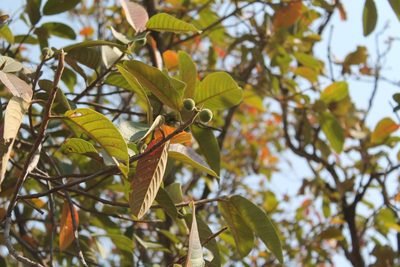 Ficus velutina, photographed by Viacheslav Shalisko