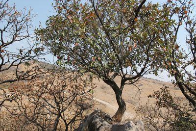 Ficus velutina, photographed by Viacheslav Shalisko