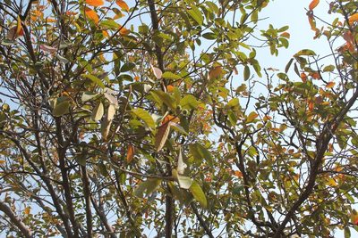 Ficus velutina, photographed by Viacheslav Shalisko