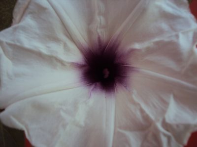 Ipomoea squamosa, photographed by Alexis López Hernández
