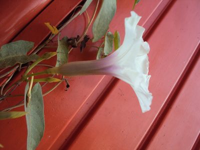 Ipomoea squamosa, photographed by Alexis López Hernández