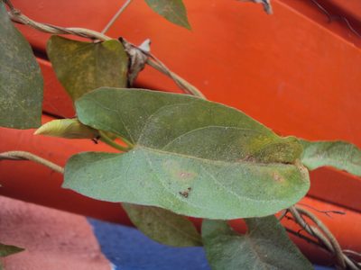 Ipomoea squamosa, photographed by Alexis López Hernández